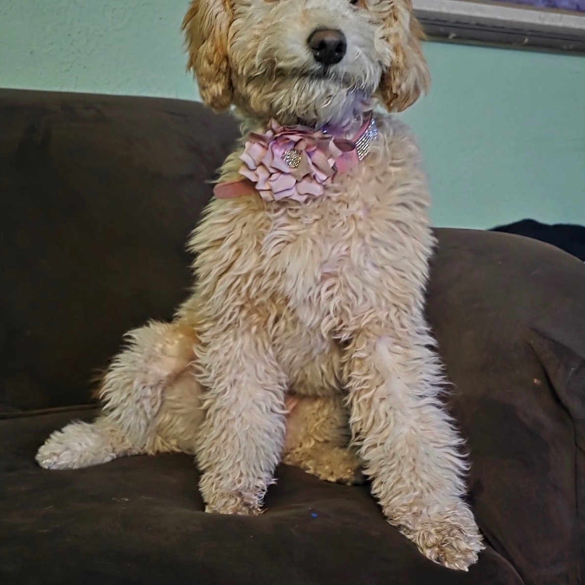 Bb Mackie joined the competition — help win amazing prizes! animal, brown, canine, collar, companion, couch, curious, cute, dog, domestic, fluffy, fur, furniture, home, indoor, pet, pink_flower, portrait, relaxed, sitting
