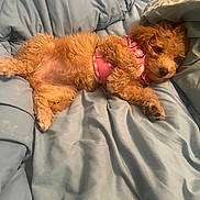 Bb Mackie Flores is registered to the contest to win money with this photo: puppy, dog, curly_fur, pink_harness, blanket, blue_blanket, sleeping, resting, cute, pet, indoor, cozy, fur, animal, young_dog, canine, mammal, relaxed, soft, lying_down