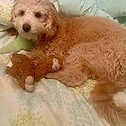 Bb Mackie Flores joined the competition — help win amazing prizes! apricot_coat, bed, bedding, blanket, cream_coat, curly_fur, cute, dog, home, indoor, lying_down, nose, pet, plush, puppy, resting, sleepy, stuffed_toy, tail, toy