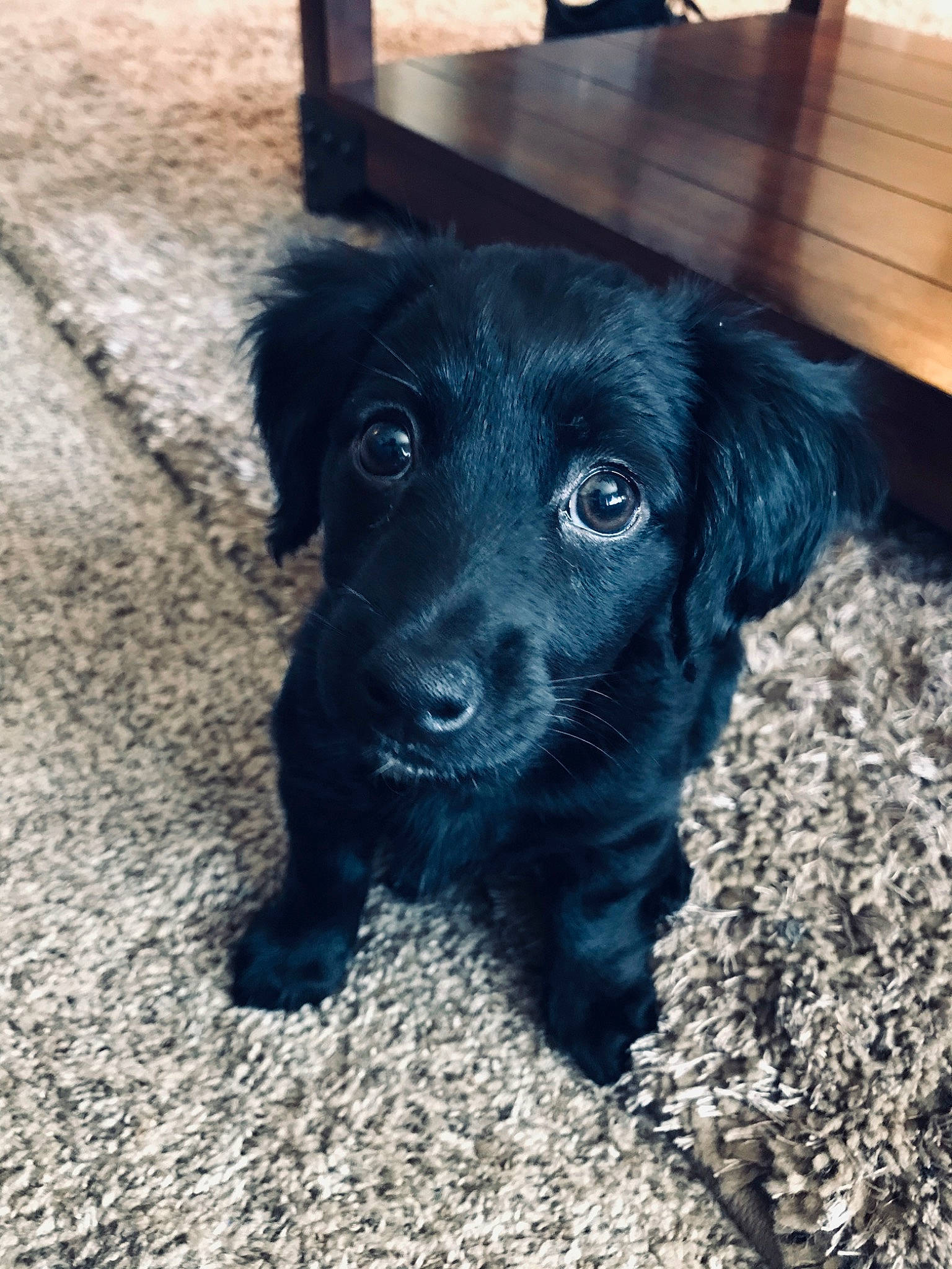 Morticia joined the competition — help win amazing prizes! beagador, borador, canidae, carnivore, companion_dog, dog, dog_breed, flat_coated_retriever, labrador_retriever, mammal, patterdale_terrier, puppy, rare_breed_dog, retriever, small_greek_domestic_dog, snout, sporting_group, vertebrate