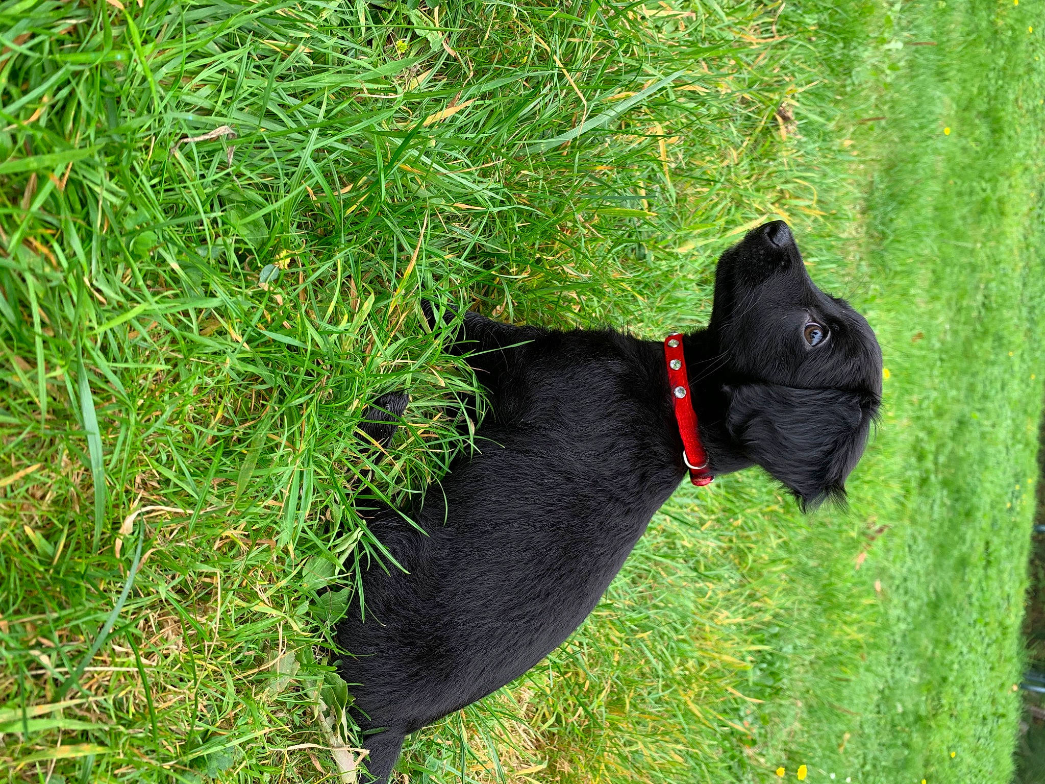 Morticia is registered to the contest to win money with this photo: canidae, carnivore, dog, dog_breed, dog_collar, grass, guard_dog, hunting_dog, patterdale_terrier, plant, sporting_group, tail