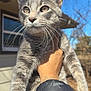 cat, gray_tabby, animal, pet, outdoor, hand, jacket, blue_sky, tree, window, house, whiskers, fur, daylight, curious, alert, holding, close_up, portrait, nature