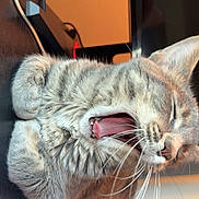 Perickles joined the competition — help win amazing prizes! cat, gray_tabby, yawning, tongue_out, whiskers, paws, feline, indoor, resting, fur, cute, pet, animal, close_up, sleepy, cozy, domestic_cat, mammal, furry, relaxed