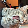cat, gray_tabby, yawning, tongue_out, whiskers, paws, feline, indoor, resting, fur, cute, pet, animal, close_up, sleepy, cozy, domestic_cat, mammal, furry, relaxed