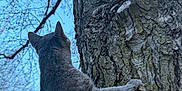 Perickles is registered to the contest to win money with this photo: cat, gray_cat, tree, tree_bark, outdoor, nature, animal, feline, curious, paw, climbing, sky, branches, daylight, wildlife, mammal, fur, pet, looking_up, closeup