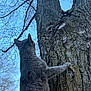 cat, gray_cat, tree, tree_bark, outdoor, nature, animal, feline, curious, paw, climbing, sky, branches, daylight, wildlife, mammal, fur, pet, looking_up, closeup