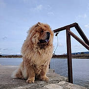 Vadim participe au concours pour gagner de l'argent avec cette photo : dog, chow_chow, fluffy, sitting, outdoor, water, lake, sky, cloud, concrete, rock, railing, rustic, nature, calm, pet, animal, portrait, landscape, daytime