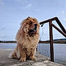 dog, chow_chow, fluffy, sitting, outdoor, water, lake, sky, cloud, concrete, rock, railing, rustic, nature, calm, pet, animal, portrait, landscape, daytime