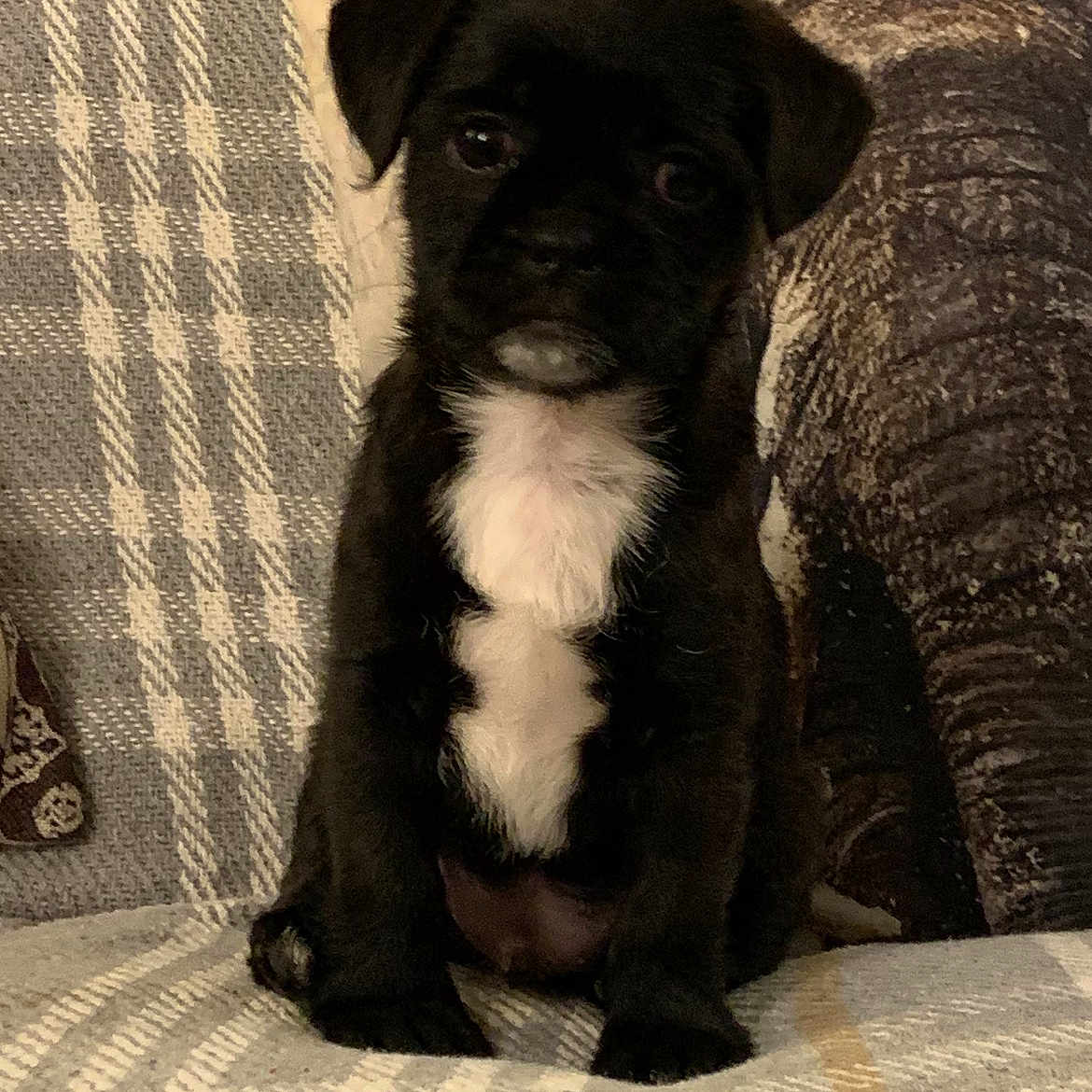Loki joined the competition — help win amazing prizes! animal, boxer, bulldog, canine, couch, cushion, dog, face, frenchbulldog, furniture, head, homedecor, hound, labradorretriever, person, pet, pug, puppy, quilt, terrier