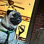 dog, pug, indoor, pet, ceiling_fan, harness, window, chair, decor, brick_wall, shovel, collar, home, furniture, animal, cute, portrait, pet_accessory, muzzle, face