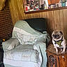 Ollie is registered to the contest to win money with this photo: armchair, canine, cozy, decor, dog, flower_vase, furniture, household, indoor, kitchen, living_room, mounted_deer_head, pet, pug, quilt, refrigerator, rustic_interior, side_table, wood_floor, wood_paneling