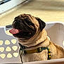 Ollie is registered to the contest to win money with this photo: dog, pug, pet, animal, tongue_out, laundry_basket, indoor, happy, fur, collar, harness, floor, plastic, cute, smiling, portrait, domestic, mammal, close_up, sitting