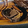 animal, blurred, chair, clock, curtains, dining_room, distorted, dog, flooring, funny, furniture, house, indoor, kitchen, pet, table, wall_decor, warped, window, wooden_floor