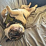 Ollie is registered to the contest to win money with this photo: animal, canine, comfortable, companion, couch, cozy, cute, dog, domestic, fur, harness, home, indoor, laying, pet, pug, relaxed, resting, sleeping, upside_down