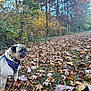 Ollie joined the competition — help win amazing prizes! dog, pug, autumn, fall_leaves, forest, outdoor, nature, trees, leaves, pet, canine, walking_harness, brown, yellow, green, blue_sky, daylight, side_view, animal, scenic