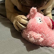 Ollie joined the competition — help win amazing prizes! animal, bed, claw, close_up, cute, dog, fabric, fur, indoor, paw, pet, pink, playful, plush_toy, pug, resting, shadow, snout, soft, toy