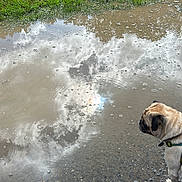 Ollie is registered to the contest to win money with this photo: pug, dog, muddy_puddle, reflection, clouds, grass, outdoor, pet, curious, water, sky_reflection, ground, gravel, nature, sunlight, animal, canine, daytime, wet_surface, earth