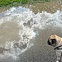 pug, dog, muddy_puddle, reflection, clouds, grass, outdoor, pet, curious, water, sky_reflection, ground, gravel, nature, sunlight, animal, canine, daytime, wet_surface, earth