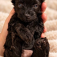 Ezra joined the competition — help win amazing prizes! puppy, dog, black_dog, small_dog, portrait, close_up, sitting, fluffy, fur, ears, eyes, nose, paw, hand, blanket, indoor, cute, pet, animal, black_fur