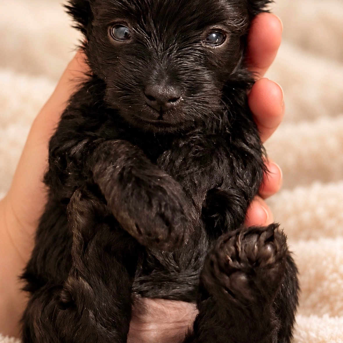 Ezra joined the competition — help win amazing prizes! puppy, dog, black_dog, small_dog, portrait, close_up, sitting, fluffy, fur, ears, eyes, nose, paw, hand, blanket, indoor, cute, pet, animal, black_fur
