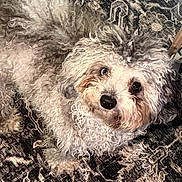 Leonardo is registered to the contest to win money with this photo: dog, pet, fluffy, curly_hair, white_fur, small_dog, portrait, close_up, lying_down, blanket, textile, patterned_background, indoor, cozy, cute, adorable, black_nose, brown_eyes, animal, companion