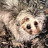dog, pet, fluffy, curly_hair, white_fur, small_dog, portrait, close_up, lying_down, blanket, textile, patterned_background, indoor, cozy, cute, adorable, black_nose, brown_eyes, animal, companion