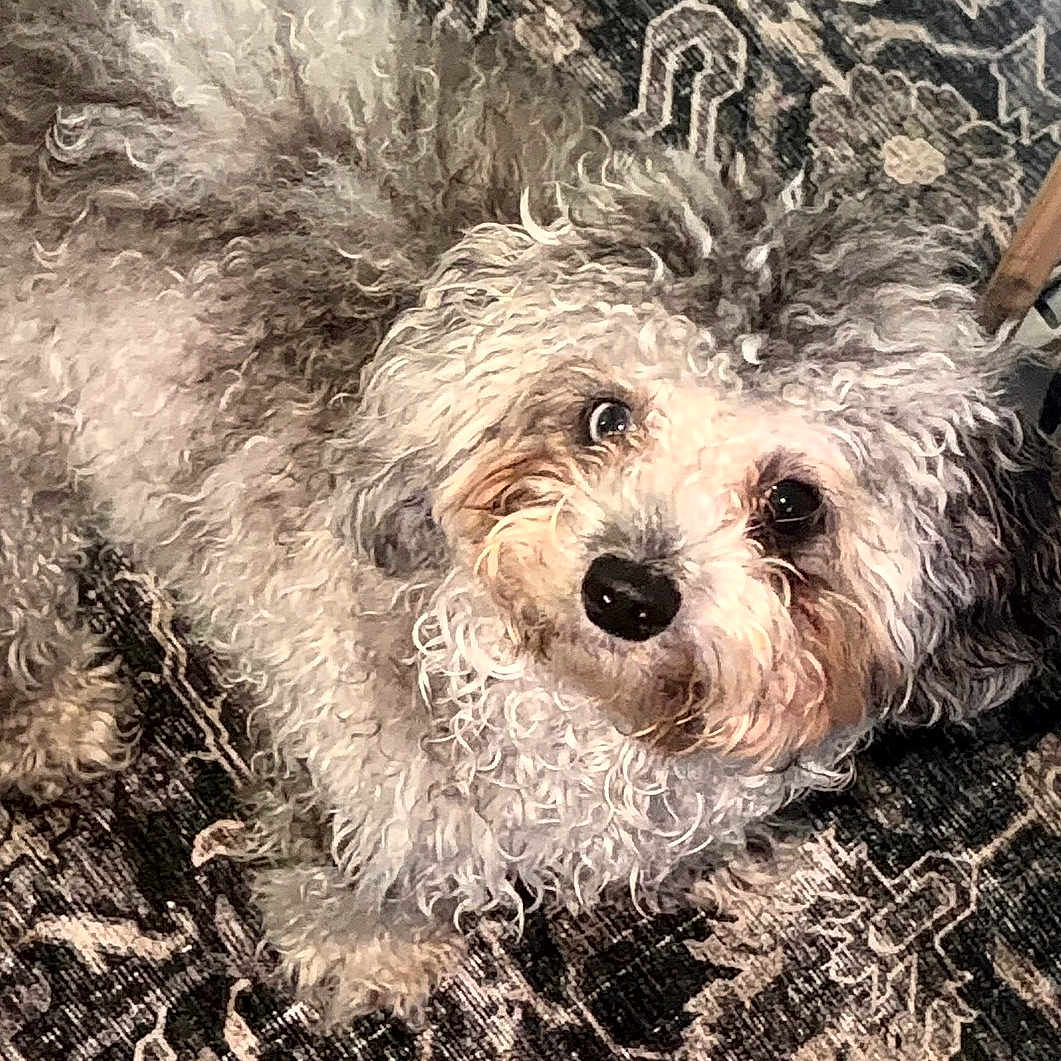 Leonardo is registered to the contest to win money with this photo: dog, pet, fluffy, curly_hair, white_fur, small_dog, portrait, close_up, lying_down, blanket, textile, patterned_background, indoor, cozy, cute, adorable, black_nose, brown_eyes, animal, companion