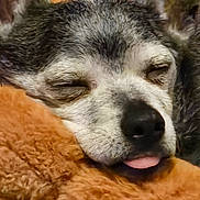 Paco is registered to the contest to win money with this photo: dog, sleeping, tongue_out, cozy, blanket, furry, close_up, pet, resting, cute, snuggling, soft, ears, face, animal, domestic_animal, relaxed, comfort, warm, indoors