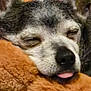 dog, sleeping, tongue_out, cozy, blanket, furry, close_up, pet, resting, cute, snuggling, soft, ears, face, animal, domestic_animal, relaxed, comfort, warm, indoors