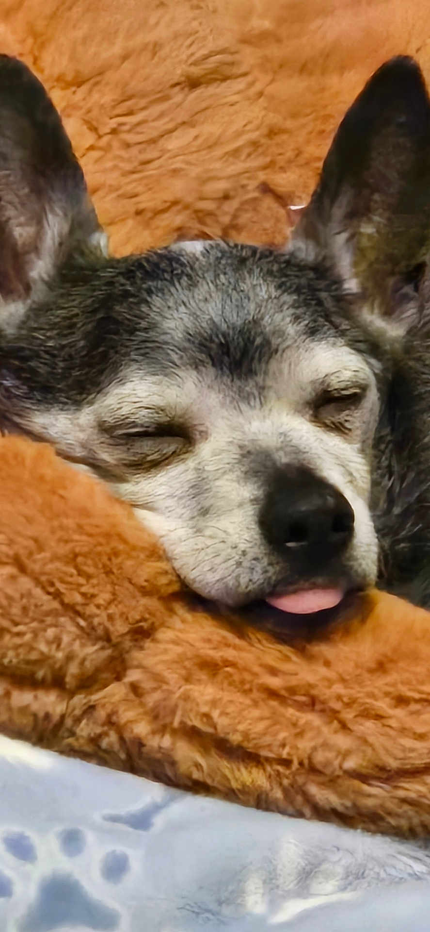 Paco is registered to the contest to win money with this photo: dog, sleeping, tongue_out, cozy, blanket, furry, close_up, pet, resting, cute, snuggling, soft, ears, face, animal, domestic_animal, relaxed, comfort, warm, indoors