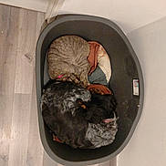 Venus a rejoint le concours — aidez-le/la à gagner de superbes lots ! animal, black_dog, cat, companion, corner, cozy, curled_up, dog, domestic, floor, furry, indoor, nap, peaceful, pet_bed, quiet, resting, sleeping, tabby_cat, wooden_floor