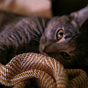 Allie is registered to the contest to win money with this photo: cat, close_up, blanket, texture, yellow, white, fur, whiskers, eyes, pet, animal, indoor, cozy, soft, curious, relaxed, comfort, warm, focus, blurred_background
