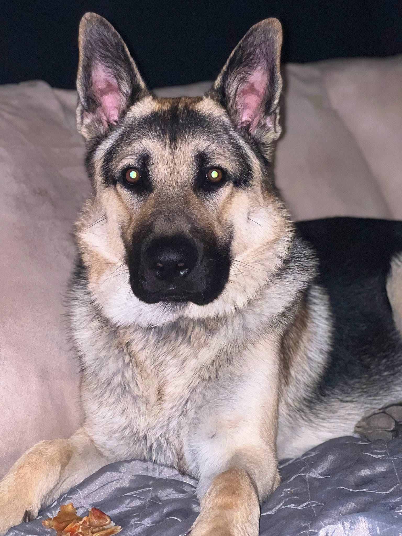 Torre is registered to the contest to win money with this photo: canidae, carnivore, companion_dog, dog, dog_breed, east_european_shepherd, eye, fawn, fur, german_shepherd_dog, head, herding_dog, jaw, king_shepherd, snout, sporting_group, terrestrial_animal, whiskers, working_animal, working_dog