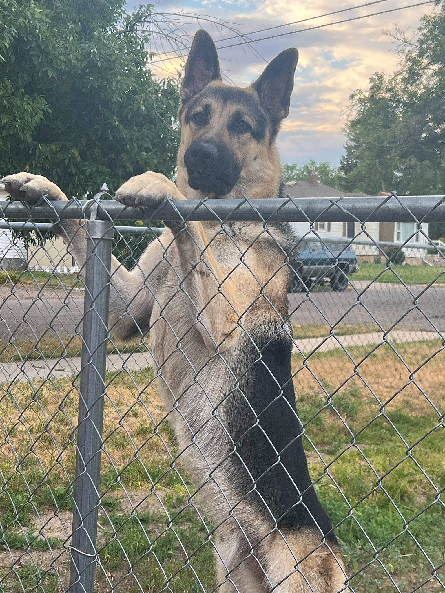 Torre is registered to the contest to win money with this photo: australian_cattle_dog, carnivore, cloud, collar, dog, dog_breed, fawn, fence, home_fencing, mesh, metal, pet_supply, plant, sky, snout, sporting_group, terrestrial_animal, tree, wire_fencing, working_animal