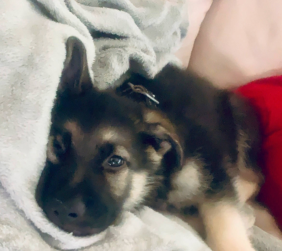 Torre joined the competition — help win amazing prizes! canidae, carnivore, comfort, companion_dog, dog, dog_breed, ear, fawn, felidae, fur, iris, paw, puppy, small_to_medium_sized_cats, snout, sporting_group, tail, terrestrial_animal, whiskers, working_animal