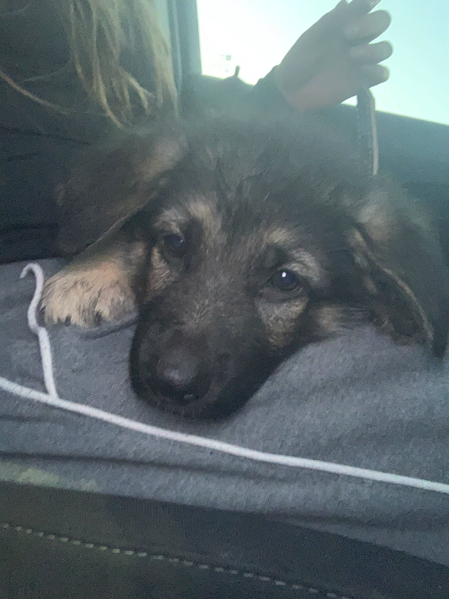 Torre joined the competition — help win amazing prizes! canidae, carnivore, cloud, companion_dog, dog, dog_breed, fawn, felidae, fur, german_shepherd_dog, guard_dog, herding_dog, paw, sky, snout, sporting_group, street_dog, whiskers, working_animal, working_dog