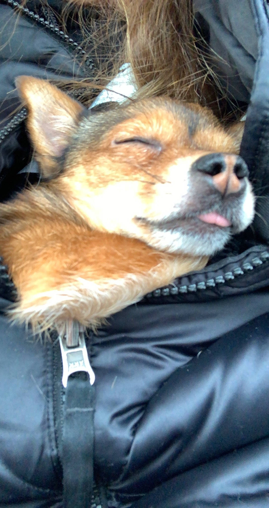 Paisley joined the competition — help win amazing prizes! canidae, carnivore, collar, companion_dog, dog, dog_breed, dog_collar, ear, electric_blue, fawn, fur, herding_dog, pomeranian, scotch_collie, snout, sporting_group, terrestrial_animal, toy_dog, whiskers, working_dog