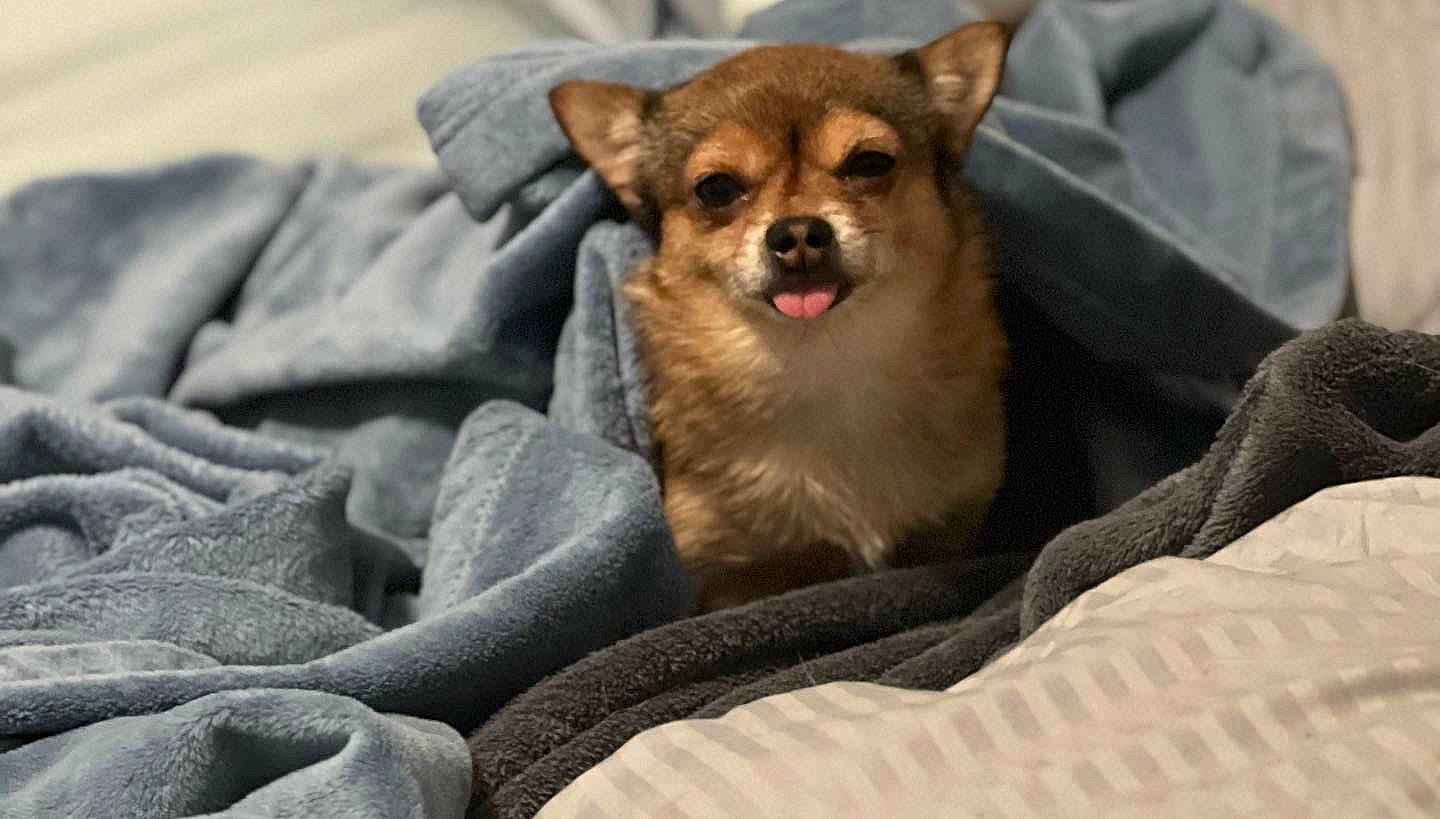 Paisley joined the competition — help win amazing prizes! canidae, carnivore, chihuahua, collar, comfort, companion_dog, corgi_chihuahua, dog, dog_breed, dog_supply, fawn, fur, paw, pomeranian, puppy, sporting_group, terrestrial_animal, toy_dog, whiskers, working_animal