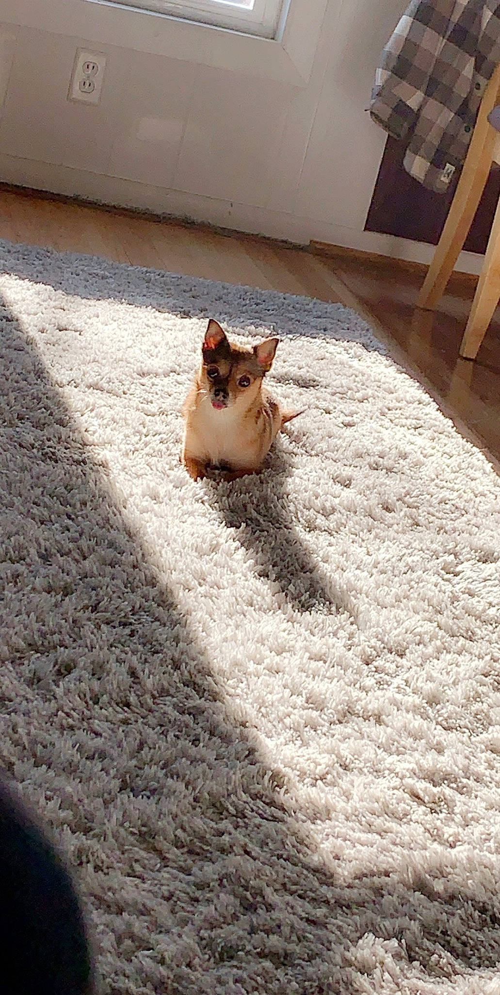 Paisley is registered to the contest to win money with this photo: asphalt, carnivore, carpet, cat, domestic_short_haired_cat, fawn, felidae, floor, flooring, fur, grass, hardwood, road_surface, sidewalk, small_to_medium_sized_cats, snout, soil, tail, whiskers, wood