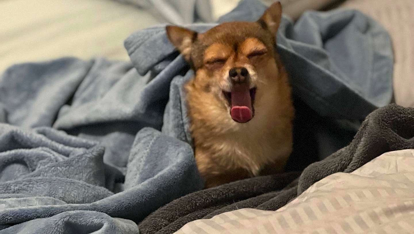 Paisley joined the competition — help win amazing prizes! canidae, carnivore, comfort, companion_dog, dog, dog_breed, dog_supply, fang, fawn, fur, linens, paw, puppy, snout, sporting_group, street_dog, terrestrial_animal, whiskers, wildlife, yawn