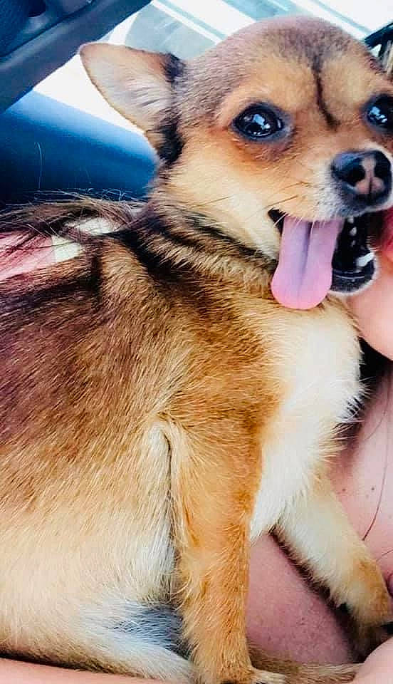 Paisley is registered to the contest to win money with this photo: canidae, carnivore, chihuahua, collar, companion_dog, dog, dog_breed, dog_supply, ear, fawn, fur, happy, paw, snout, spitz, sporting_group, terrestrial_animal, toy_dog, whiskers, working_animal