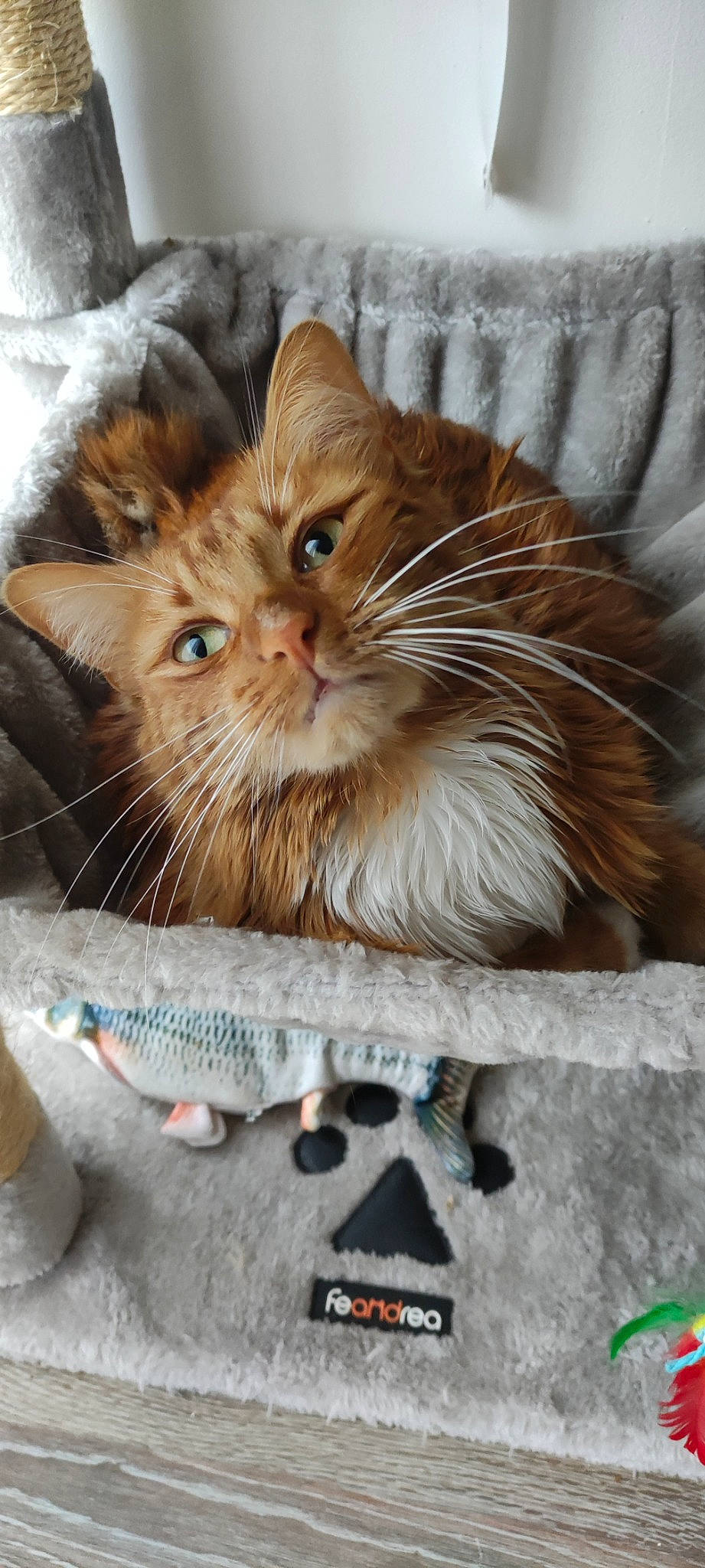 Cacahuète a rejoint le concours — aidez-le/la à gagner de superbes lots ! art, box, carnivore, cat, claw, domestic_short_haired_cat, fawn, felidae, fur, maine_coon, paw, persian, photo_caption, small_to_medium_sized_cats, snout, terrestrial_animal, whiskers