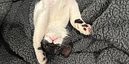 Cleo is registered to the contest to win money with this photo: cat, black_and_white, stretching, upside_down, paw, blanket, gray, cozy, furry, pet, animal, indoor, relaxed, cute, whiskers, pink_nose, soft, fur, domestic, sleepy
