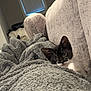 Cleo joined the competition — help win amazing prizes! kitten, cat, black_and_white, blanket, cozy, couch, indoor, window, furniture, pet, fur, curious, resting, soft_texture, home, relaxing, animal, cute, young, comfort