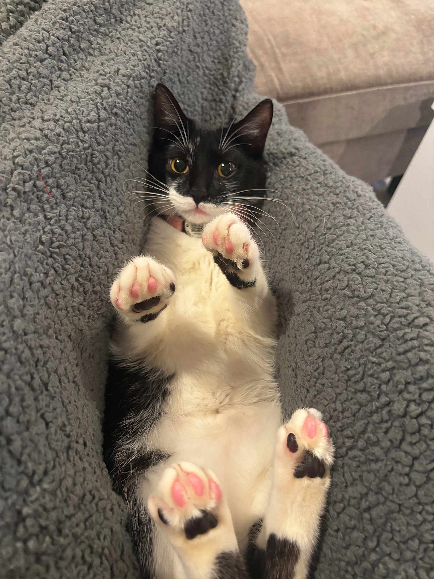 Cleo is registered to the contest to win money with this photo: cat, black_and_white, paw_pads, kitten, pet, cozy, blanket, indoor, cute, relaxed, fur, whiskers, pink_paws, animal, domestic_cat, lying_down, soft_texture, comfy, cute_pet, feline