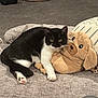 Cleo is registered to the contest to win money with this photo: cat, black_and_white, plush, dog_pillow, bed, carpet, indoor, pet, animal, feline, resting, cute, cozy, soft, toy, paw, whiskers, face, relaxed, companion