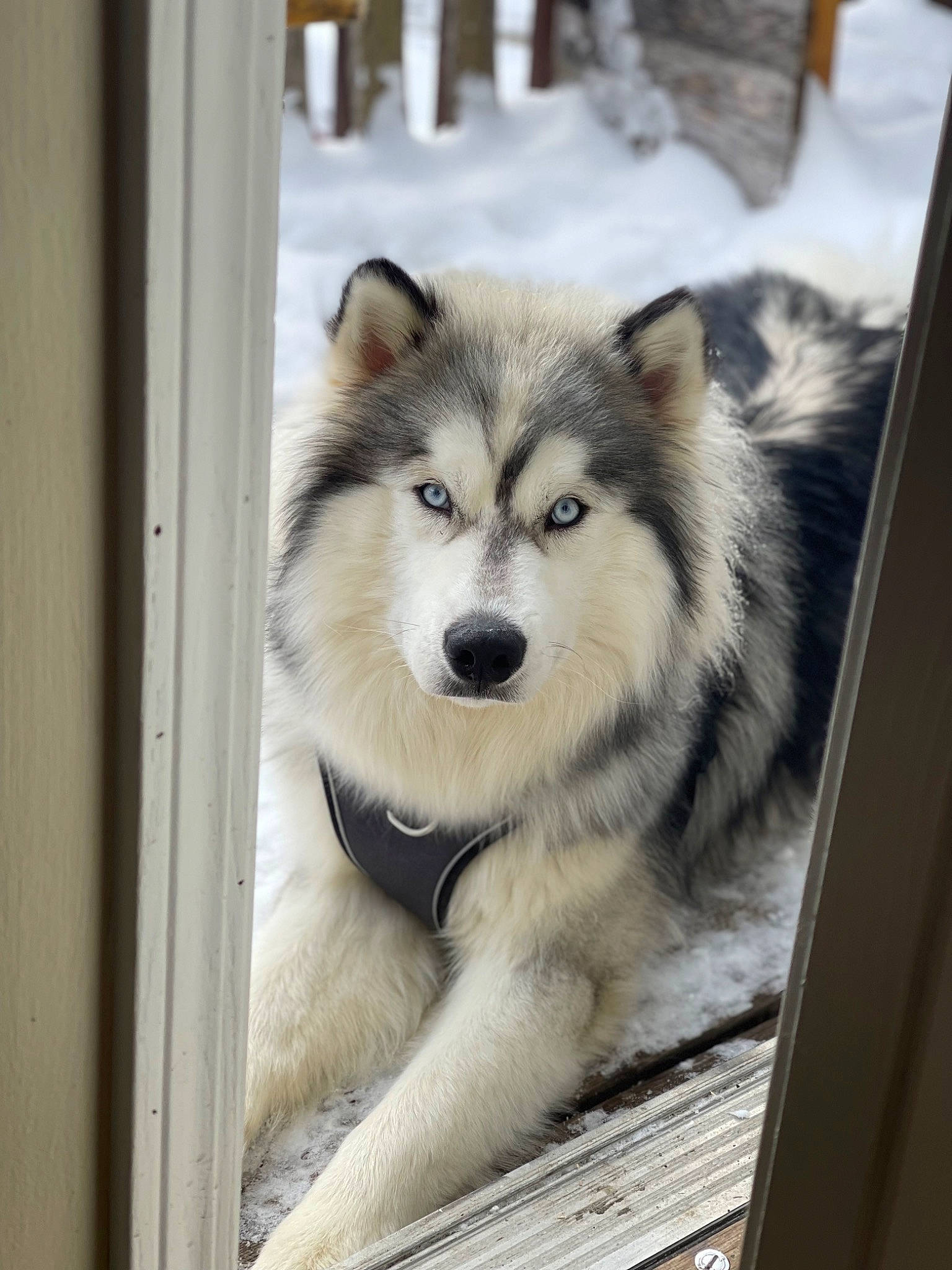 Miska joined the competition — help win amazing prizes! art, canadian_eskimo_dog, canis, carnivore, companion_dog, dog, dog_breed, eyelash, fur, siberian_husky, sled_dog, snout, snow, terrestrial_animal, whiskers, wildlife, winter, wolf, working_animal, working_dog