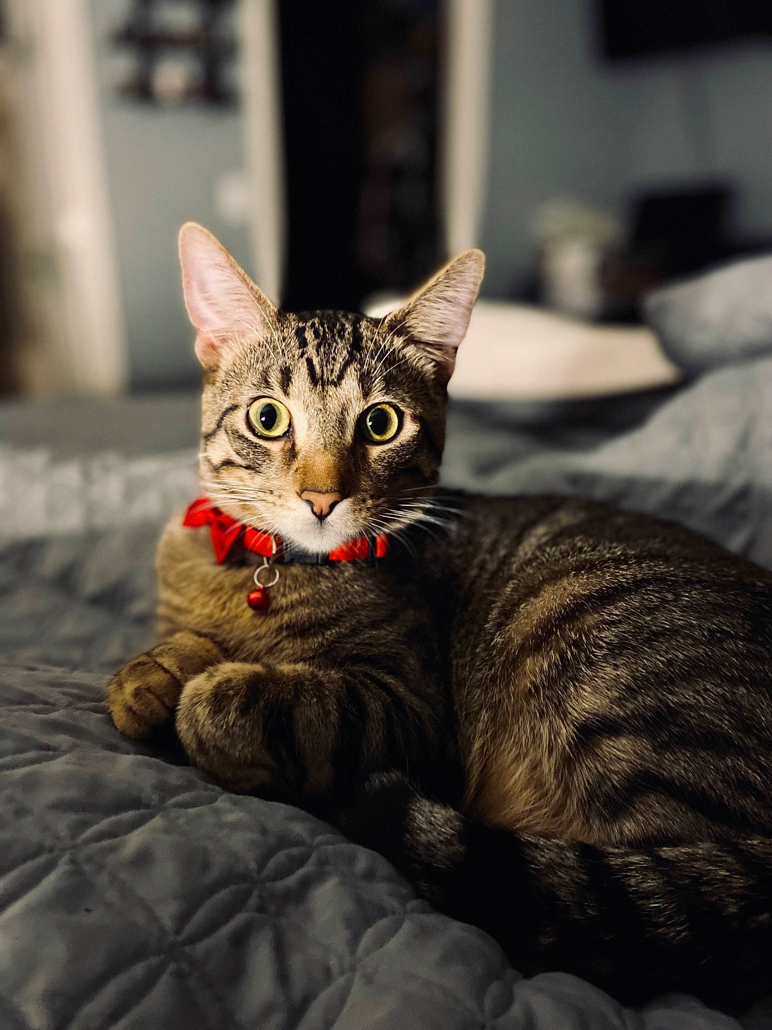 Vito is registered to the contest to win money with this photo: carnivore, cat, claw, close_up, comfort, domestic_short_haired_cat, felidae, fur, sitting, small_to_medium_sized_cats, snout, terrestrial_animal, tree, whiskers, wildlife