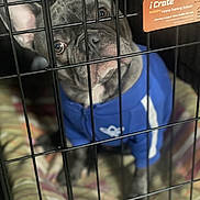 Ziggy is registered to the contest to win money with this photo: dog, french_bulldog, crate, cage, pet, blue_jacket, blanket, indoor, animal, metal_bars, face, ears, looking, closeup, curious, sitting, home, training_system, label, comfort