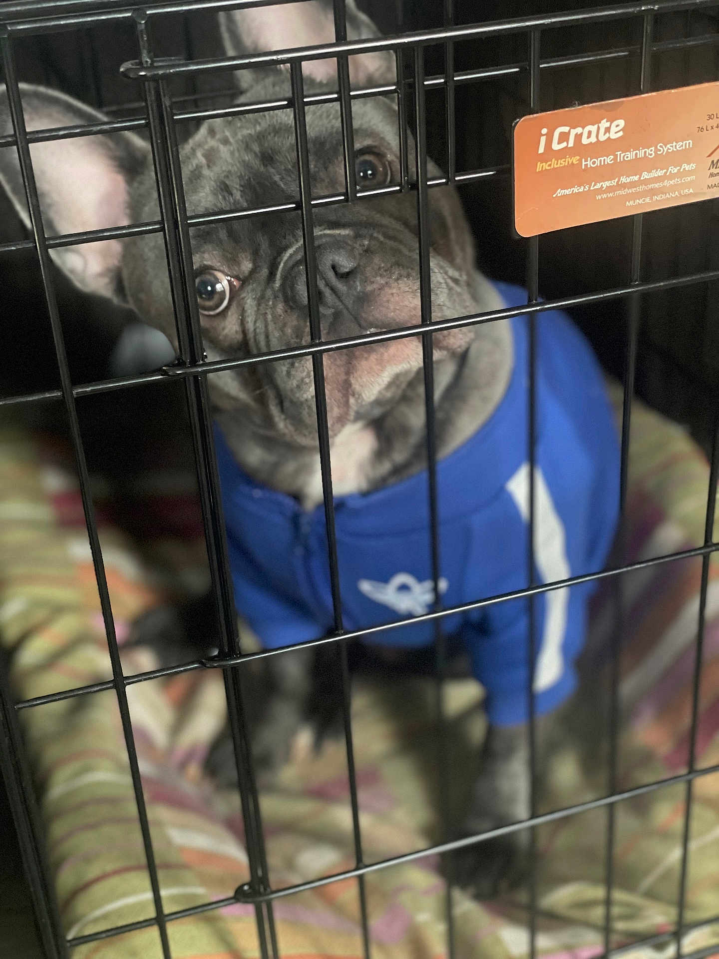Ziggy is registered to the contest to win money with this photo: dog, french_bulldog, crate, cage, pet, blue_jacket, blanket, indoor, animal, metal_bars, face, ears, looking, closeup, curious, sitting, home, training_system, label, comfort